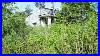 I-Randomly-Help-Clean-Up-An-Abandoned-House-Overgrown-Weeds-That-Needed-Cleaning-And-Transformation-01-hodi